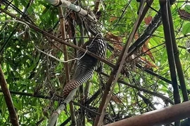 Đang đi rẫy, bất ngờ nhặt được động vật "quý như vàng" trong Sách Đỏ