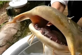 'Quái ngư' lọt lưới, ngư dân hốt hoảng tưởng 'rồng' tái thế