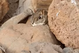 Loài 'voi' mini tái xuất sau nửa thế kỷ biệt tích