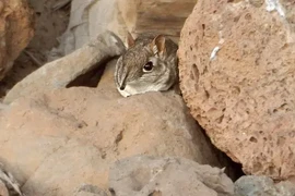 Loài 'voi' mini tái xuất sau nửa thế kỷ biệt tích