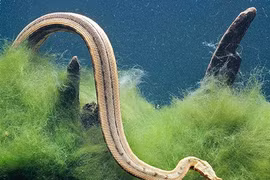 Loài rắn có râu kỳ dị ở Việt Nam: Bậc thầy săn cá