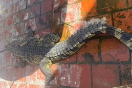 Cá sấu gần 100kg lọt lưới ngư dân ở Bạc Liêu, loài quý hiếm sao? 