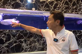 Thành đại gia bạc tỷ nhờ bắt cá rồng sinh sản