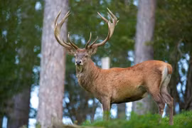 Các loài hươu nai đẹp sững sờ như bước ra từ truyền thuyết