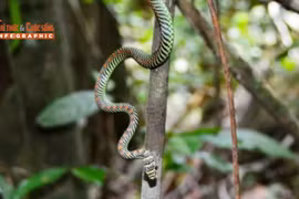 Loài rắn độc nổi tiếng Việt Nam, bay xa hàng chục mét