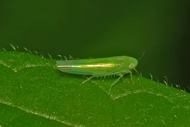 Loài cây kỳ lạ, bị sâu cắn thành 'đặc sản', Việt Nam cũng sở hữu