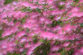 Cây cảnh mang lại hạnh phúc, cát tường, rực rỡ như mây hồng