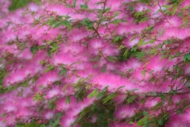 Cây cảnh mang lại hạnh phúc, cát tường, rực rỡ như mây hồng