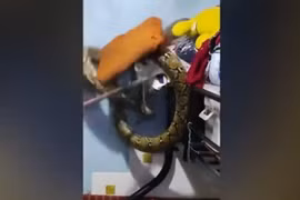 Kinh hoàng phát hiện 'quái thú' chễm chệ trong phòng ngủ