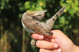 Kỳ lạ loài chim biết vặn cổ, giả rắn, dọa kẻ thù