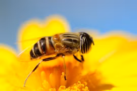 Top loài vật có “của quý” kỳ lạ nhất hành tinh