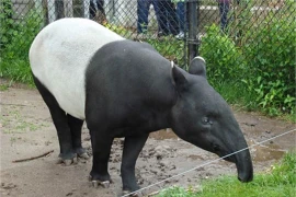 Top 10 loài động vật hiếm hơn kim cương của Việt Nam