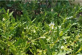 Giống cây cổ toàn thân là 'vàng', người Việt trồng thu tiền khủng