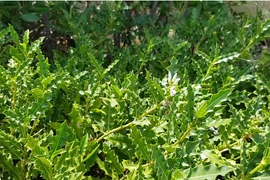 Giống cây cổ toàn thân là 'vàng', người Việt trồng thu tiền khủng