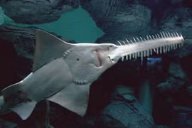 Đi dạo trên biển, bất ngờ đụng trúng 'thuỷ quái' thời tiền sử