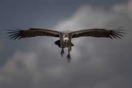 Loài chim nào bay cao nhất thế giới? 