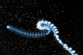 Đây mới là sinh vật dài nhất thế giới, hơn cả cá voi xanh