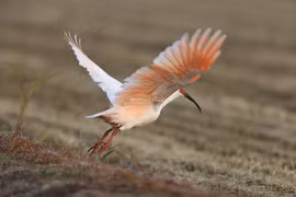 Chiêm ngưỡng loài chim quý được mệnh danh là 'Hòn ngọc Phương Đông'