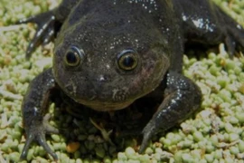 Loài ếch tuyệt chủng 80 năm bỗng tái xuất thần kỳ