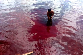 'Thủy triều đỏ' xuất hiện tại Kiên Giang: Cảnh báo nguy hiểm!