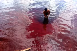 'Thủy triều đỏ' xuất hiện tại Kiên Giang: Cảnh báo nguy hiểm!