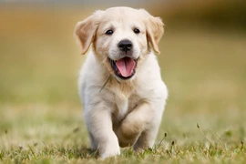 Giật mình về khả năng đặc biệt chưa từng biết của loài chó