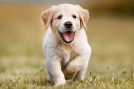 Giật mình về khả năng đặc biệt chưa từng biết của loài chó