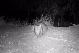 Phát hiện loài động vật cực hiếm, thế giới chỉ còn 400 con