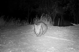 Phát hiện loài động vật cực hiếm, thế giới chỉ còn 400 con