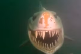 Lạnh gáy nụ cười quái dị của sinh vật khổng lồ dưới hồ