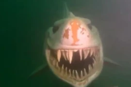 Lạnh gáy nụ cười quái dị của sinh vật khổng lồ dưới hồ