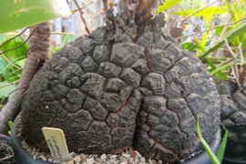 Cây cảnh độc lạ, sống lâu, trồng trong nhà xua đuổi tà khí