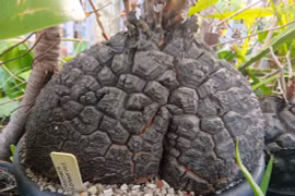 Cây cảnh độc lạ, sống lâu, trồng trong nhà xua đuổi tà khí