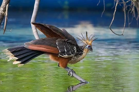  Loài gà bí ẩn nhất thế giới, bay lượn như chim