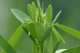 Loài cây kỳ lạ, nhạc lên là nhảy, Việt Nam có rất nhiều