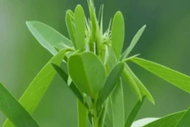 Loài cây kỳ lạ, nhạc lên là nhảy, Việt Nam có rất nhiều