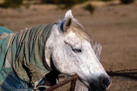 Ngựa không bao giờ nằm ​​ngay cả khi ngủ, bất ngờ lý do