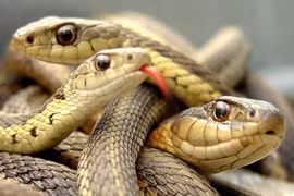 Những loài động vật ăn thịt đồng loại 