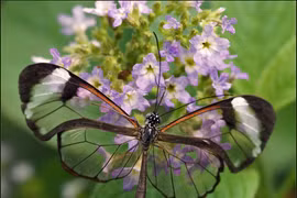 Giải mã vẻ đẹp của loài bướm có đôi cánh như pha lê