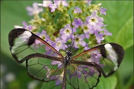 Giải mã vẻ đẹp của loài bướm có đôi cánh như pha lê