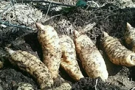 Loại củ từng là 'báu vật' chữa nhiều bệnh, ở Việt Nam bán rẻ như cho