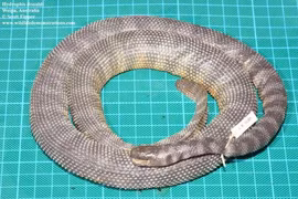 Vẻ ngoài bí hiểm của loài rắn biển cực độc, gai chi chít trên bụng