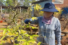 Chăm sóc cây mai vàng sau Tết “hốt bạc" ở Gia Lai