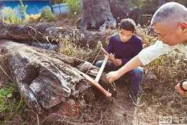 Đào trúng khúc gỗ quý 650 tỷ đồng, công nhân chớp mắt đổi đời