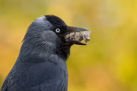 Sững sờ hình ảnh động vật lần đầu được công bố