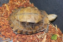 Soi rùa Sa Nhân quý hiếm của Việt Nam vừa được thả về tự nhiên