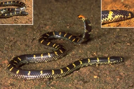 Đập tan tin đồn về loài rắn có '2 đầu' ở Việt Nam