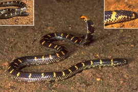 Đập tan tin đồn về loài rắn có '2 đầu' ở Việt Nam