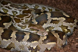 Bàn giao rùa núi vàng, trăn đất quý hiếm cho VQG Vũ Quang