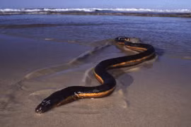 Giật mình loài rắn cực độc xuất hiện sau bão, chuyên gia cảnh báo sao?